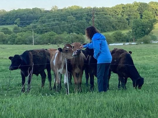Donna Sue Rosenthal among a herd of cattle in a field